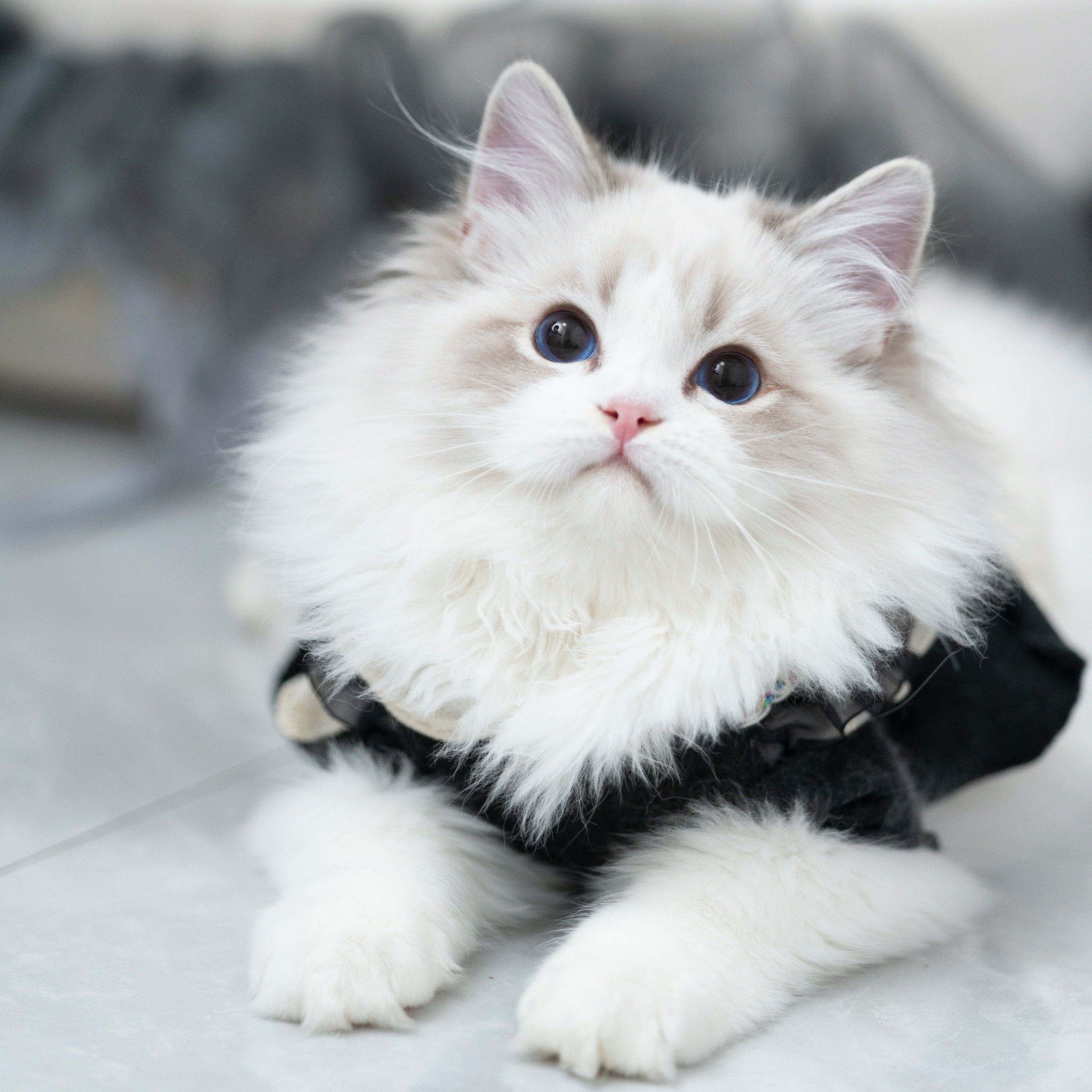 親猫 – すみかのラグドール専門