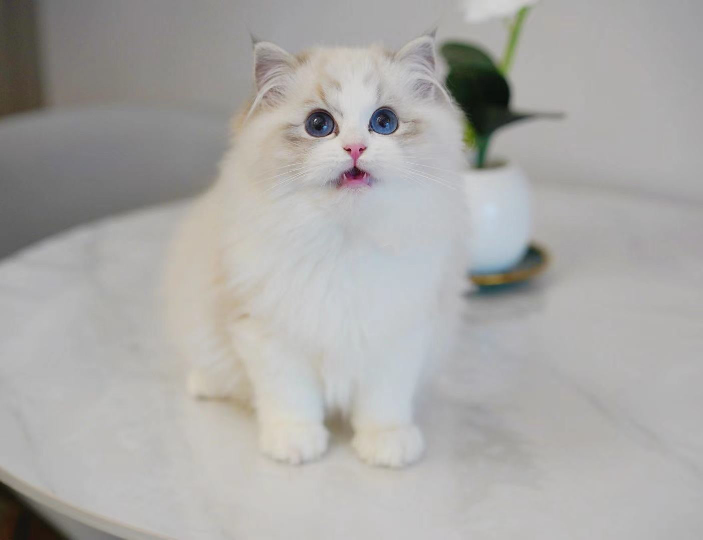 【ラグドール】 プロダクト・茶猫・正面