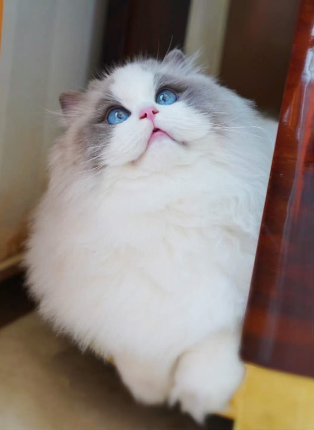 親猫 – すみかのラグドール専門