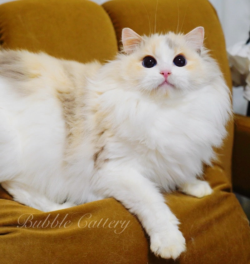 すみかのラグドール専門