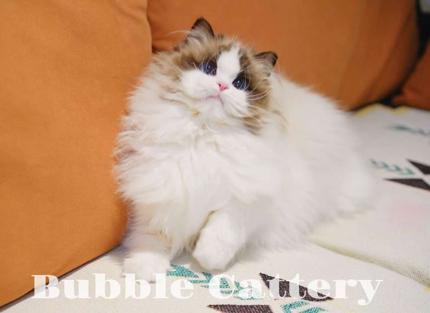 親猫 – すみかのラグドール専門