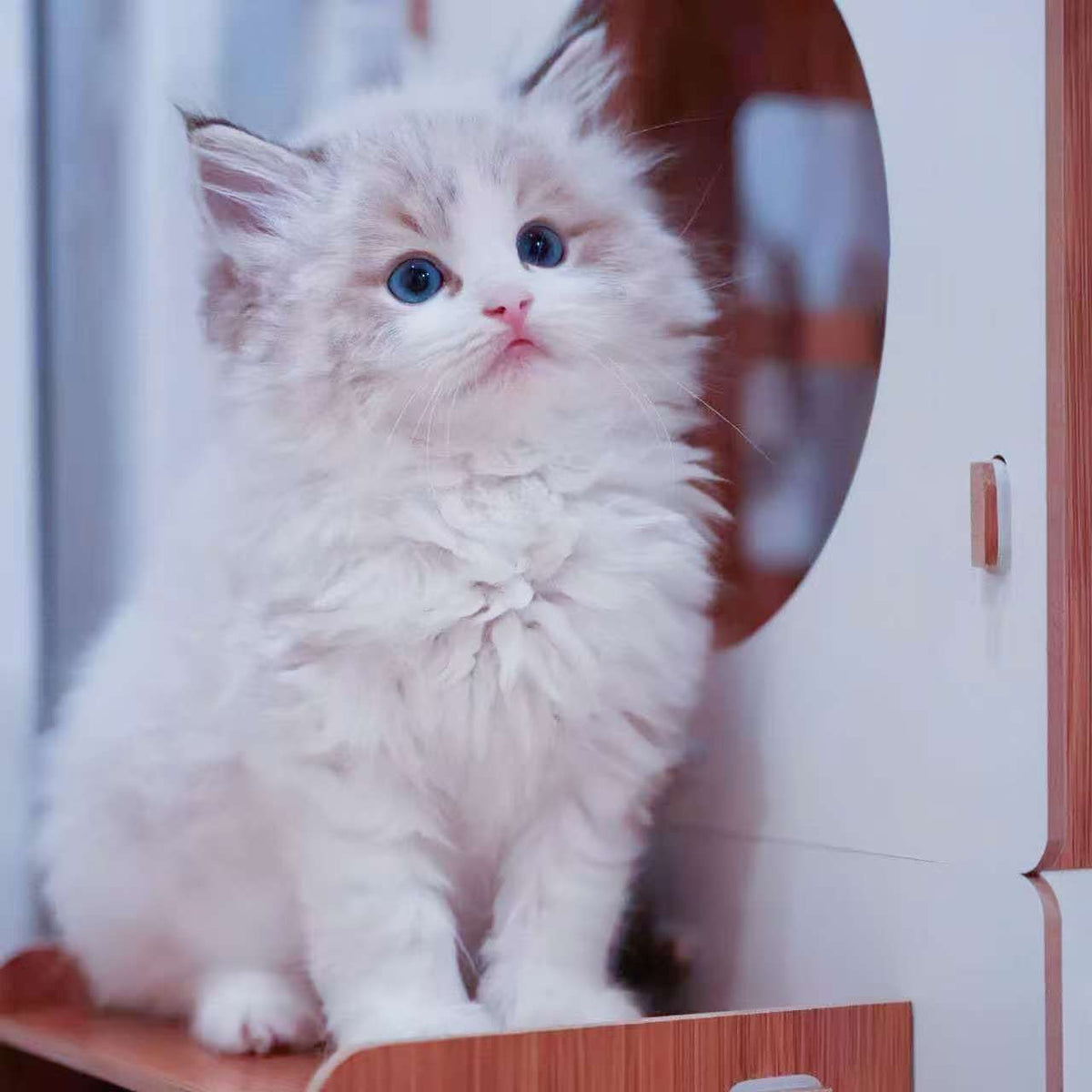 ジュジュ