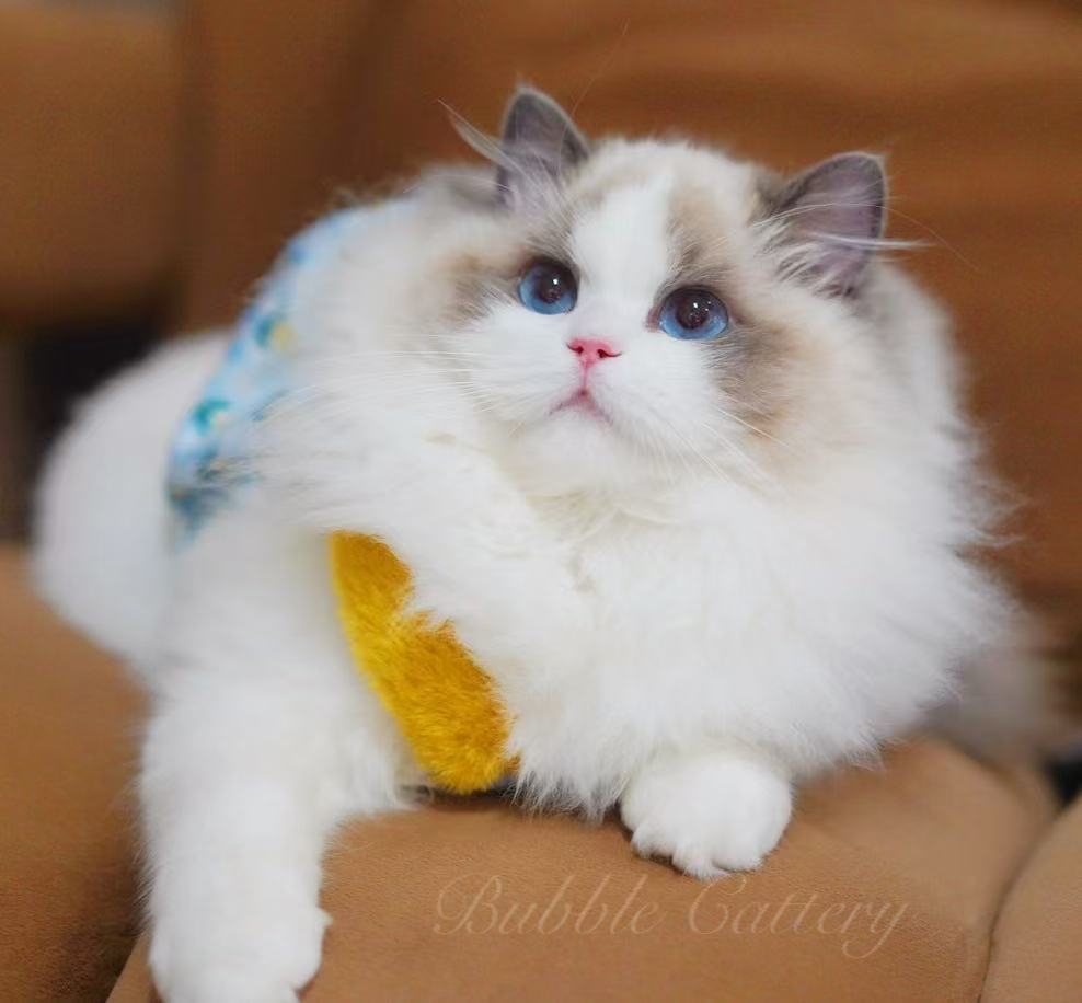 すみかのラグドール専門