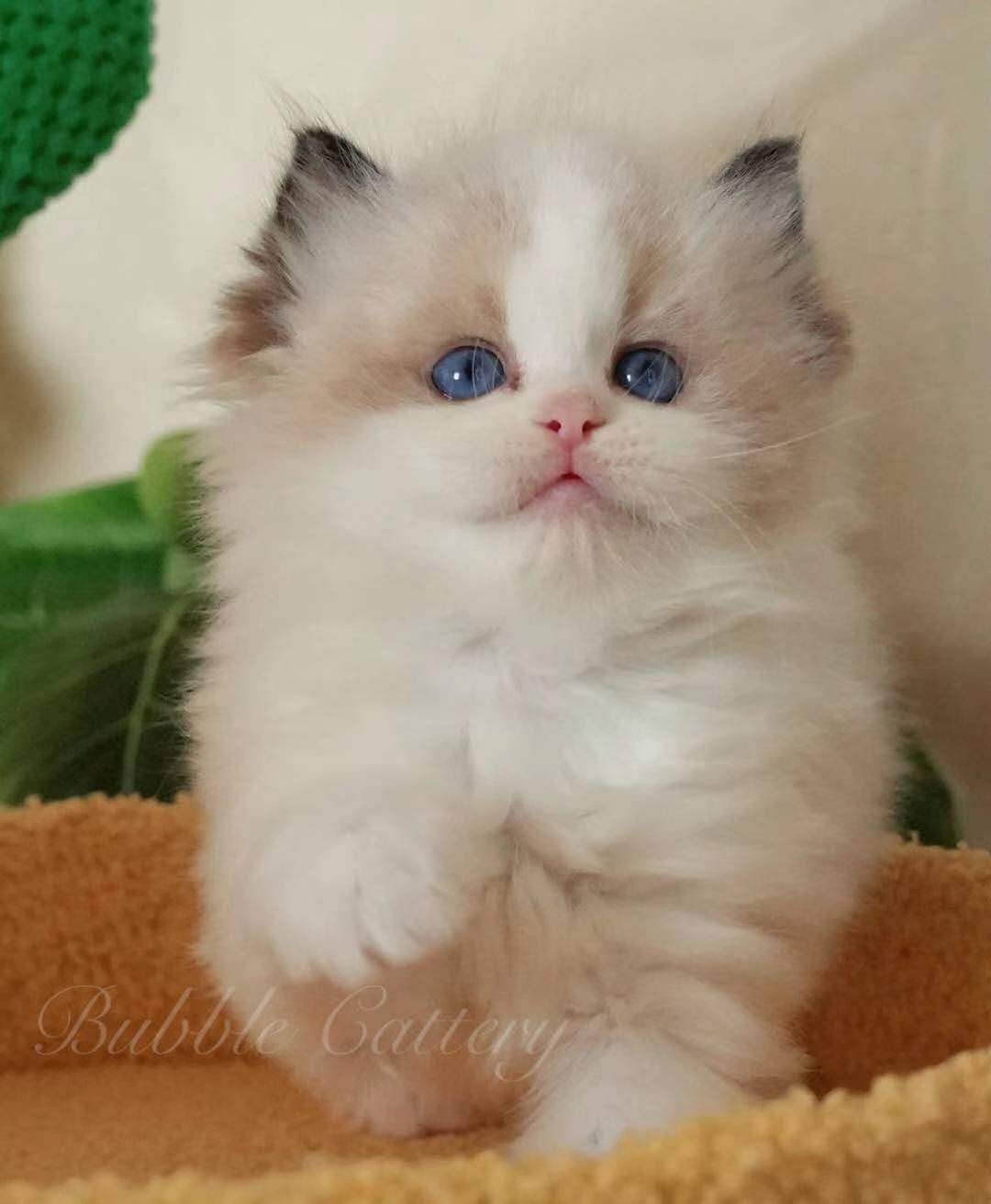 すみかのラグドール専門